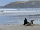 catlins (18)